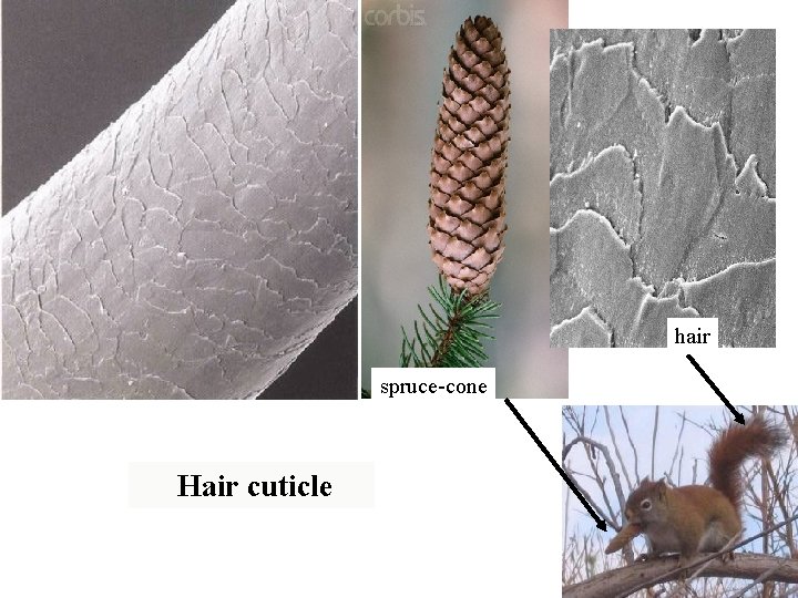hair spruce-cone Hair cuticle 
