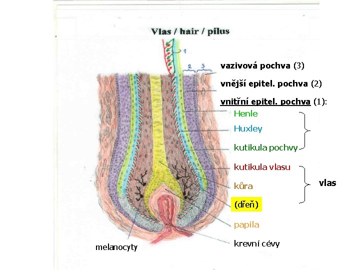vazivová pochva (3) vnější epitel. pochva (2) vnitřní epitel. pochva (1): Henle Huxley kutikula