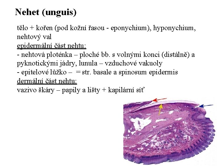 Nehet (unguis) tělo + kořen (pod kožní řasou - eponychium), hyponychium, nehtový val epidermální