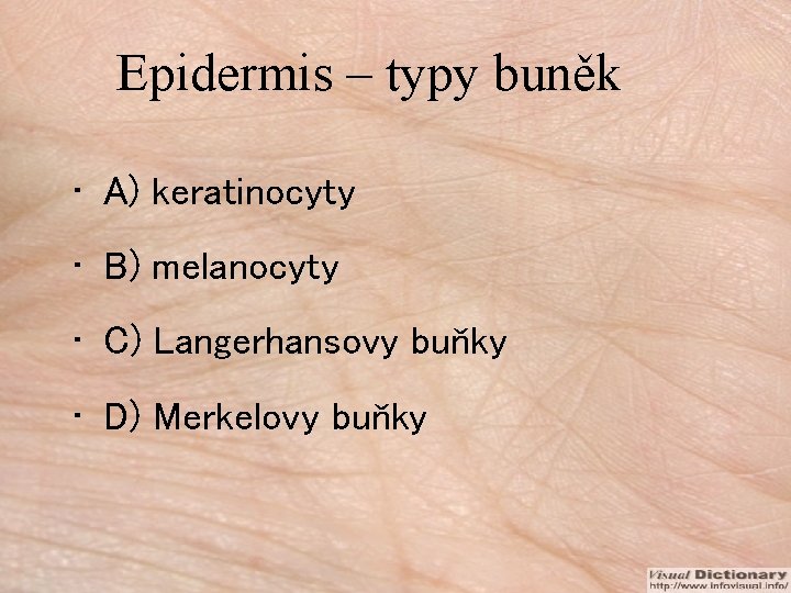 Epidermis – typy buněk • A) keratinocyty • B) melanocyty • C) Langerhansovy buňky