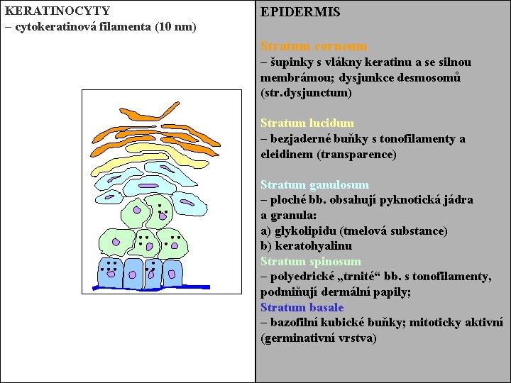 KERATINOCYTY EPIDERMIS – cytokeratinová filamenta (10 nm) Stratum corneum – šupinky s vlákny keratinu