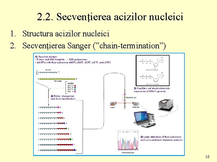 2. 2. Secvențierea acizilor nucleici 1. Structura acizilor nucleici 2. Secvențierea Sanger (”chain-termination”) 16