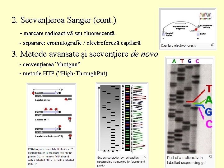 2. Secvențierea Sanger (cont. ) - marcare radioactivă sau fluorescentă - separare: cromatografie /