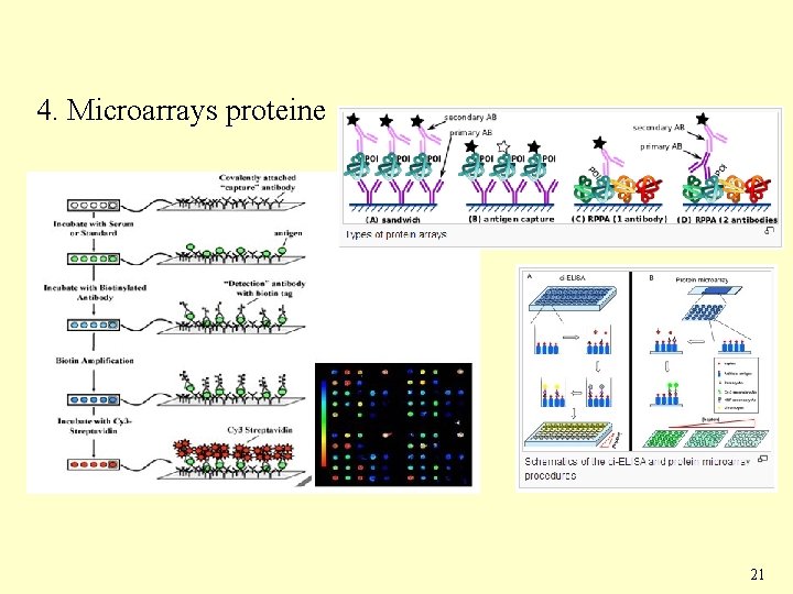 4. Microarrays proteine 21 