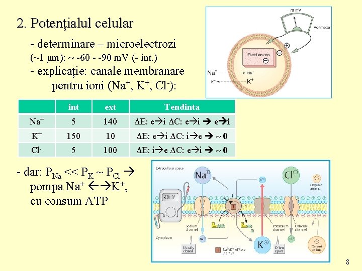 2. Potențialul celular - determinare – microelectrozi (~1 μm): ~ -60 - -90 m.