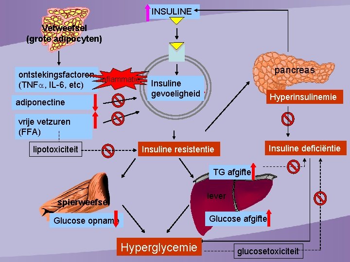 INSULINE Vetweefsel (grote adipocyten) ontstekingsfactoren inflammatie (TNF , IL-6, etc) adiponectine pancreas Insuline effect