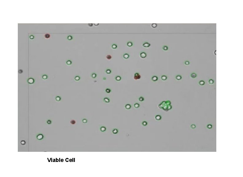 Viable Cell 