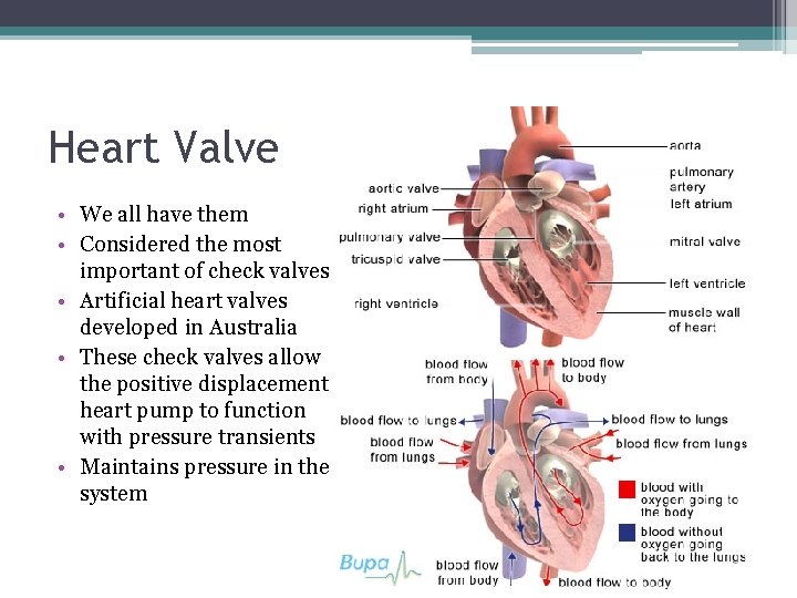 Heart Valve • We all have them • Considered the most important of check
