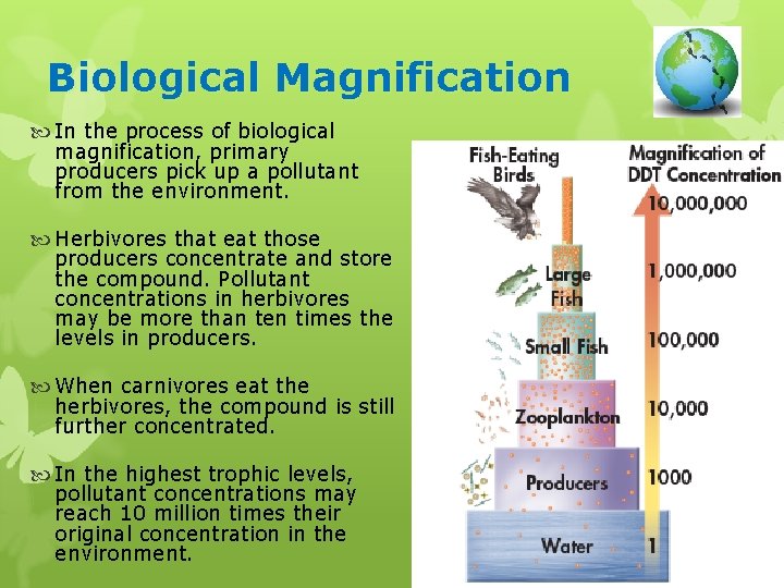 Biological Magnification In the process of biological magnification, primary producers pick up a pollutant