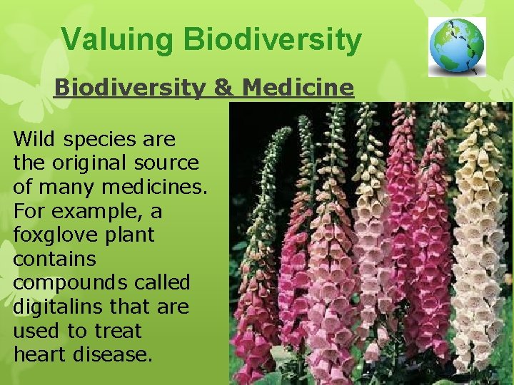Valuing Biodiversity & Medicine Wild species are the original source of many medicines. For