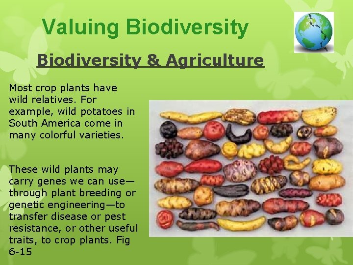 Valuing Biodiversity & Agriculture Most crop plants have wild relatives. For example, wild potatoes