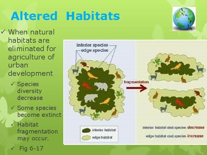 Altered Habitats ü When natural habitats are eliminated for agriculture of urban development ü