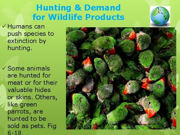 Hunting & Demand for Wildlife Products ü Humans can push species to extinction by