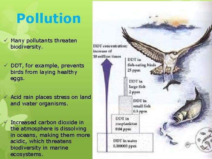 Pollution ü Many pollutants threaten biodiversity. ü DDT, for example, prevents birds from laying