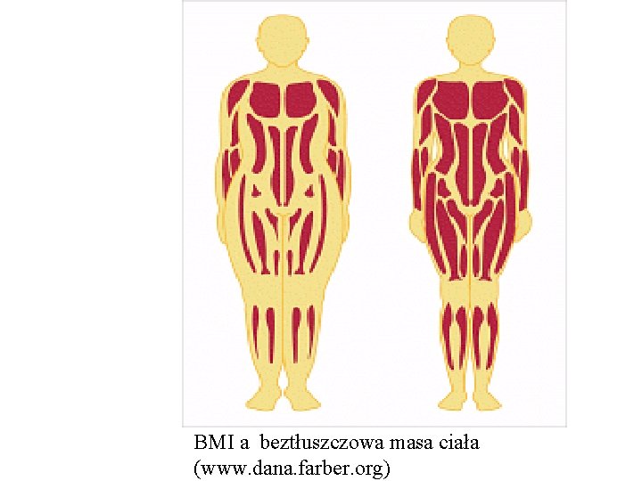 BMI a beztłuszczowa masa ciała (www. dana. farber. org) 