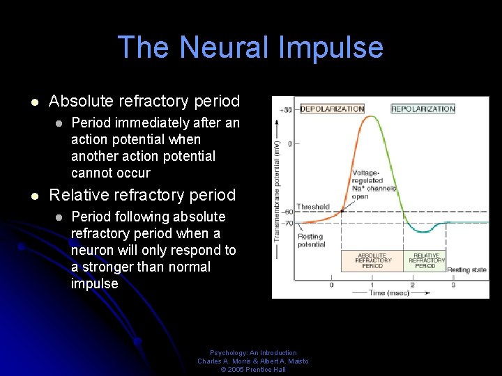 The Neural Impulse l Absolute refractory period l l Period immediately after an action