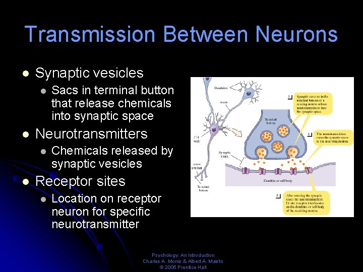 Transmission Between Neurons l Synaptic vesicles l l Neurotransmitters l l Sacs in terminal