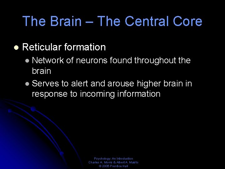 The Brain – The Central Core l Reticular formation Network of neurons found throughout