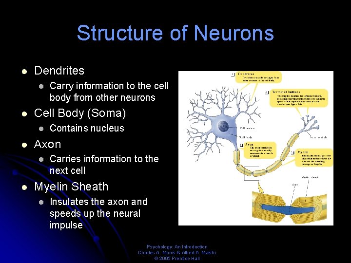 Structure of Neurons l Dendrites l l Cell Body (Soma) l l Contains nucleus