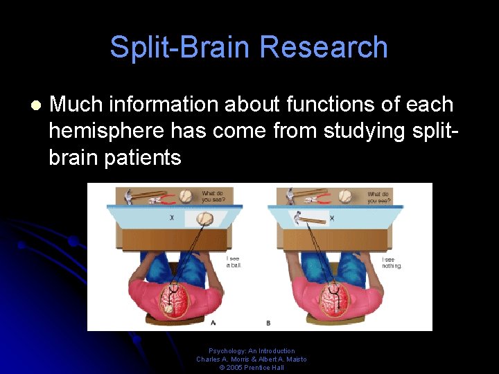 Split-Brain Research l Much information about functions of each hemisphere has come from studying