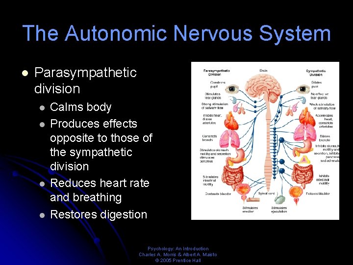 The Autonomic Nervous System l Parasympathetic division l l Calms body Produces effects opposite