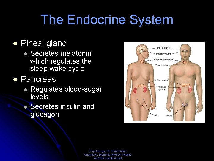 The Endocrine System l Pineal gland l l Secretes melatonin which regulates the sleep-wake