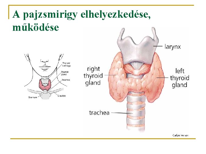 A pajzsmirigy elhelyezkedése, működése 