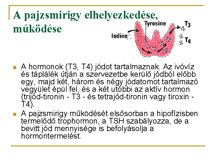 A pajzsmirigy elhelyezkedése, működése n n A hormonok (T 3, T 4) jódot tartalmaznak.