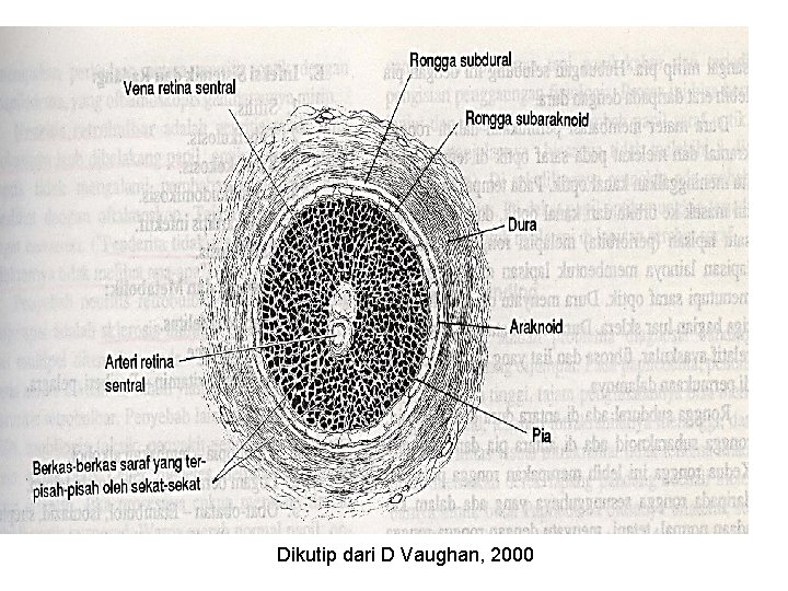 Dikutip dari D Vaughan, 2000 