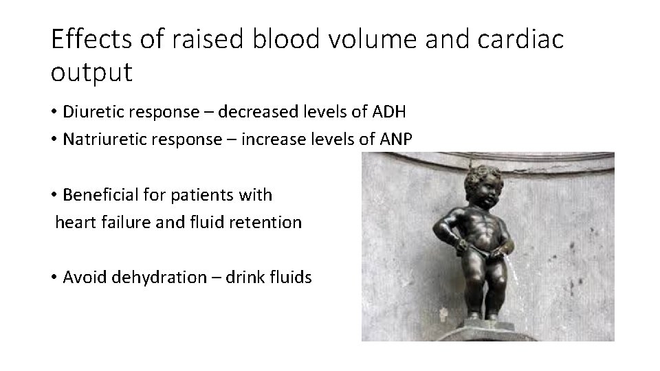 Effects of raised blood volume and cardiac output • Diuretic response – decreased levels