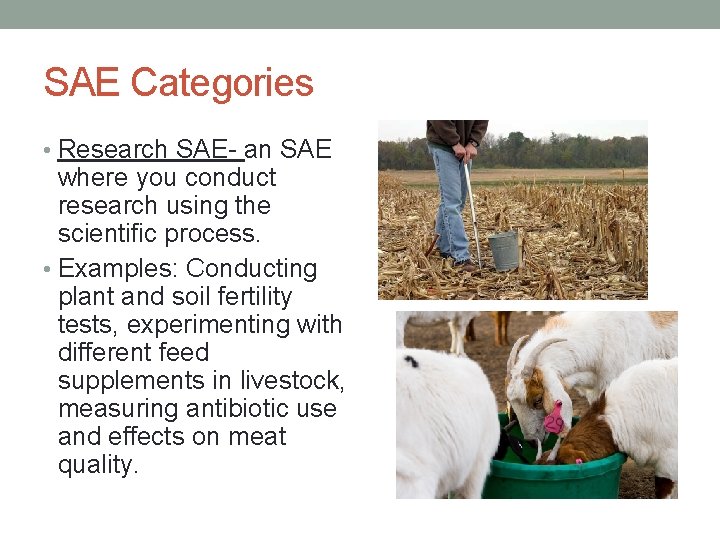 SAE Categories • Research SAE- an SAE where you conduct research using the scientific