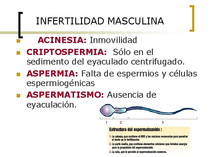 INFERTILIDAD MASCULINA n n ACINESIA: Inmovilidad CRIPTOSPERMIA: Sólo en el sedimento del eyaculado centrifugado.