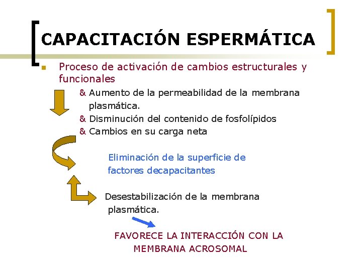 CAPACITACIÓN ESPERMÁTICA n Proceso de activación de cambios estructurales y funcionales & Aumento de