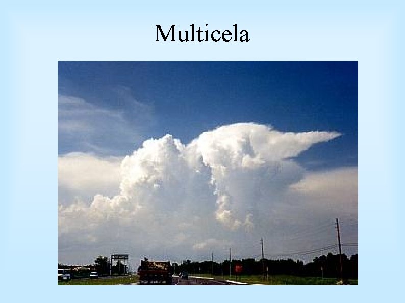 Multicela 