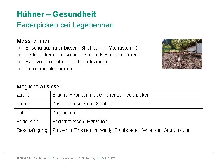 Hühner – Gesundheit Federpicken bei Legehennen Massnahmen › › Beschäftigung anbieten (Strohballen, Ytongsteine) Federpickerinnen