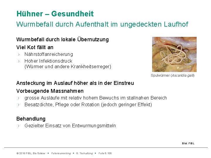 Hühner – Gesundheit Wurmbefall durch Aufenthalt im ungedeckten Laufhof Wurmbefall durch lokale Übernutzung Viel