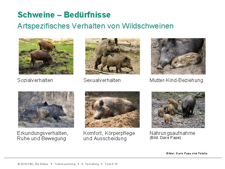 Schweine – Bedürfnisse Artspezifisches Verhalten von Wildschweinen Sozialverhalten Sexualverhalten Mutter-Kind-Beziehung Erkundungsverhalten, Ruhe und Bewegung