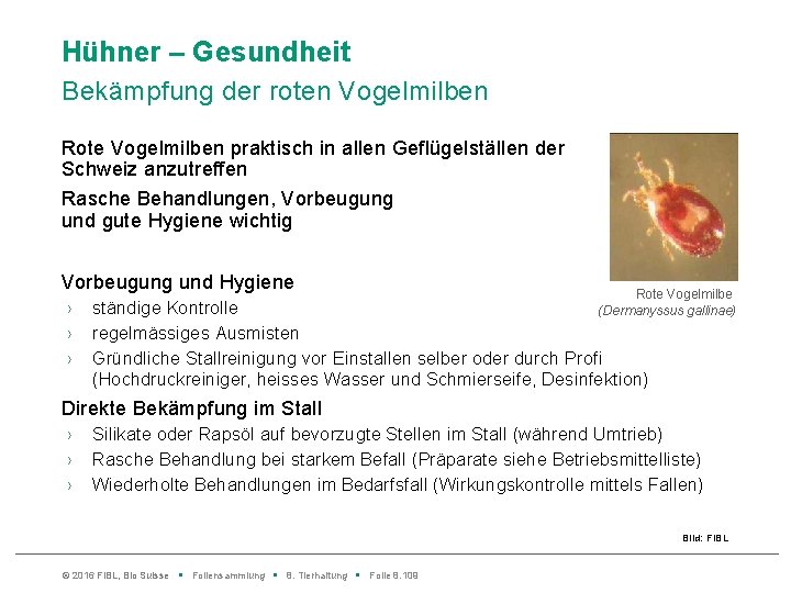 Hühner – Gesundheit Bekämpfung der roten Vogelmilben Rote Vogelmilben praktisch in allen Geflügelställen der