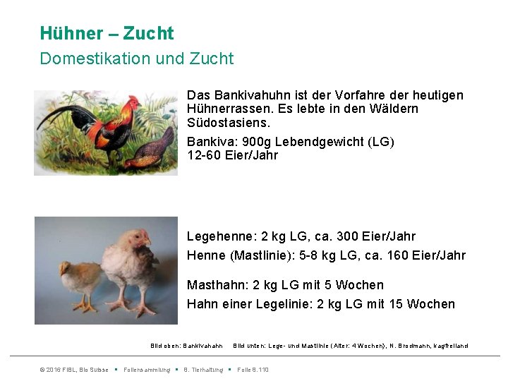 Hühner – Zucht Domestikation und Zucht Das Bankivahuhn ist der Vorfahre der heutigen Hühnerrassen.