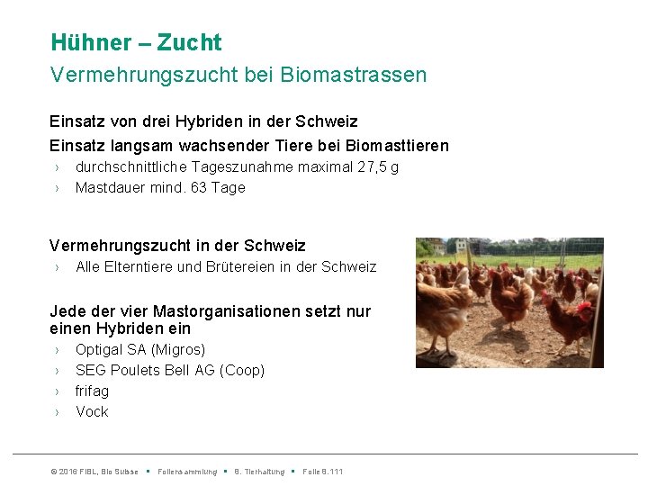 Hühner – Zucht Vermehrungszucht bei Biomastrassen Einsatz von drei Hybriden in der Schweiz Einsatz
