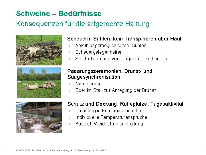 Schweine – Bedürfnisse Konsequenzen für die artgerechte Haltung Scheuern, Suhlen, kein Transpirieren über Haut