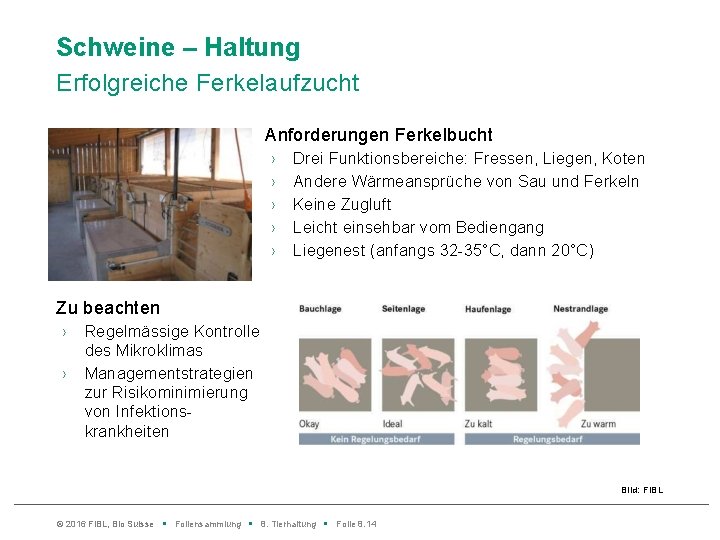 Schweine – Haltung Erfolgreiche Ferkelaufzucht Anforderungen Ferkelbucht › › › Drei Funktionsbereiche: Fressen, Liegen,