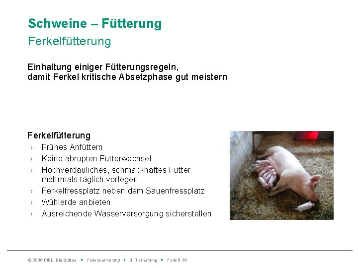 Schweine – Fütterung Ferkelfütterung Einhaltung einiger Fütterungsregeln, damit Ferkel kritische Absetzphase gut meistern Ferkelfütterung