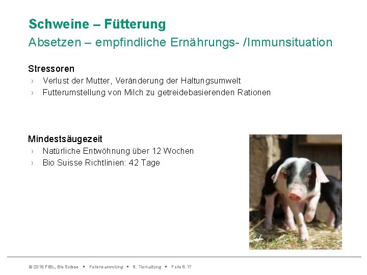 Schweine – Fütterung Absetzen – empfindliche Ernährungs- /Immunsituation Stressoren › › Verlust der Mutter,