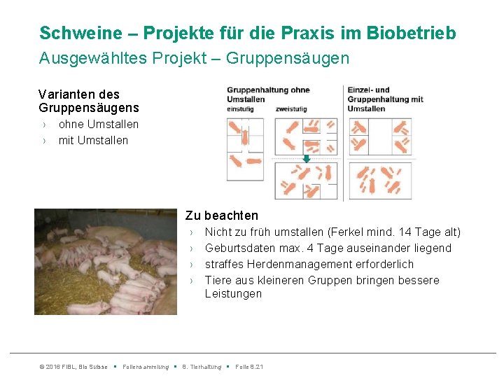 Schweine – Projekte für die Praxis im Biobetrieb Ausgewähltes Projekt – Gruppensäugen Varianten des