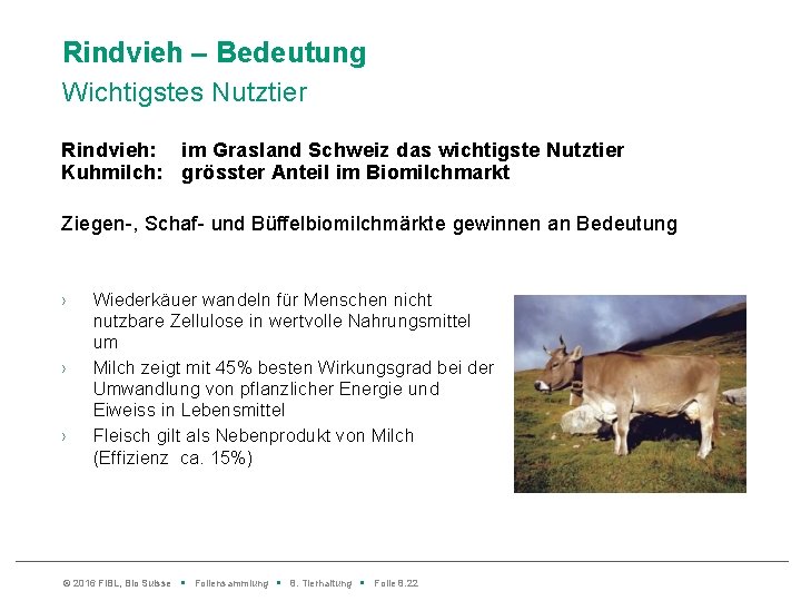 Rindvieh – Bedeutung Wichtigstes Nutztier Rindvieh: im Grasland Schweiz das wichtigste Nutztier Kuhmilch: grösster