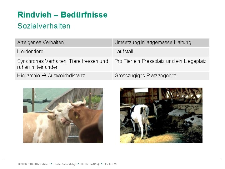 Rindvieh – Bedürfnisse Sozialverhalten Arteigenes Verhalten Umsetzung in artgemässe Haltung Herdentiere Laufstall Synchrones Verhalten: