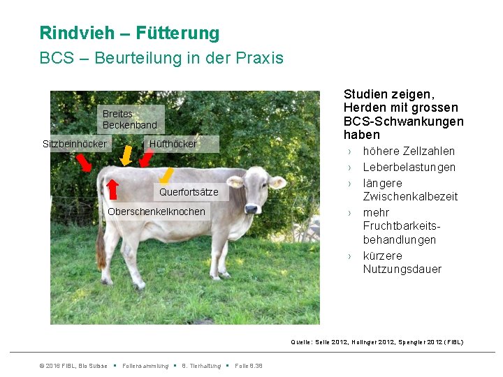 Rindvieh – Fütterung BCS – Beurteilung in der Praxis Breites Beckenband Sitzbeinhöcker Hüfthöcker Querfortsätze