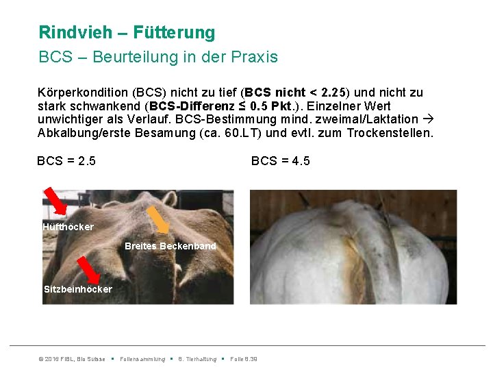 Rindvieh – Fütterung BCS – Beurteilung in der Praxis Körperkondition (BCS) nicht zu tief