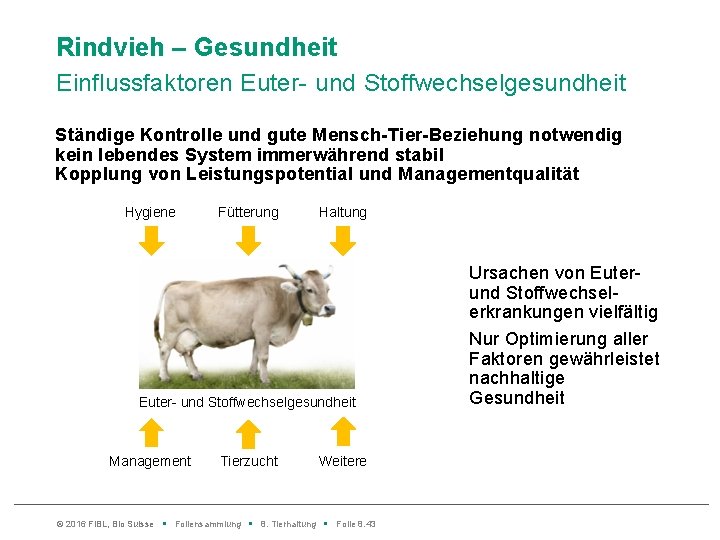 Rindvieh – Gesundheit Einflussfaktoren Euter- und Stoffwechselgesundheit Ständige Kontrolle und gute Mensch-Tier-Beziehung notwendig kein